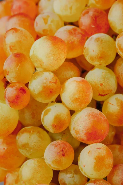 Grapes vine background, close-up view — Stock Photo, Image
