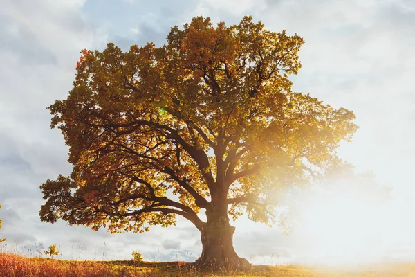 Roble con follaje amarillo en el soleado día de otoño —  Fotos de Stock