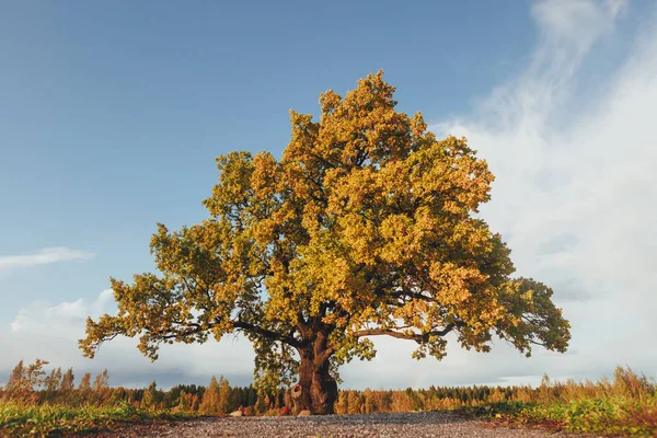 Eiche mit gelbem Laub an sonnigen Herbsttagen — Stockfoto