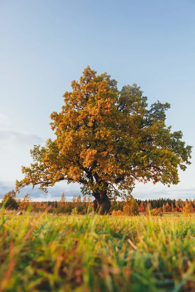 Chêne au feuillage jaune à la belle journée d'automne — Photo