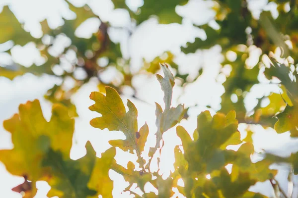 Geel blad van eikenboom op zonnige herfstdag — Stockfoto