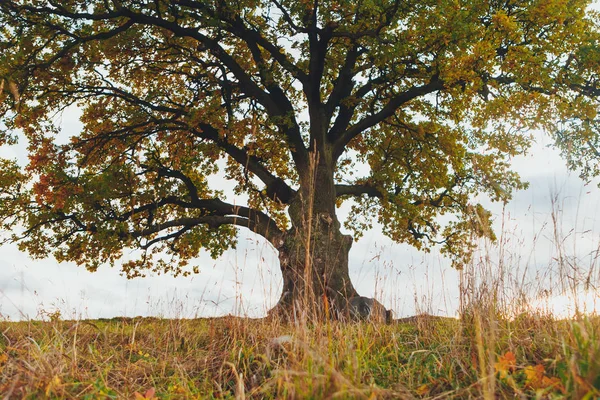 Old oak tree branches with yellow autumn foliage — 图库照片