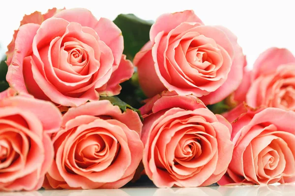 Bunch of pink roses, white background Royalty Free Stock Photos