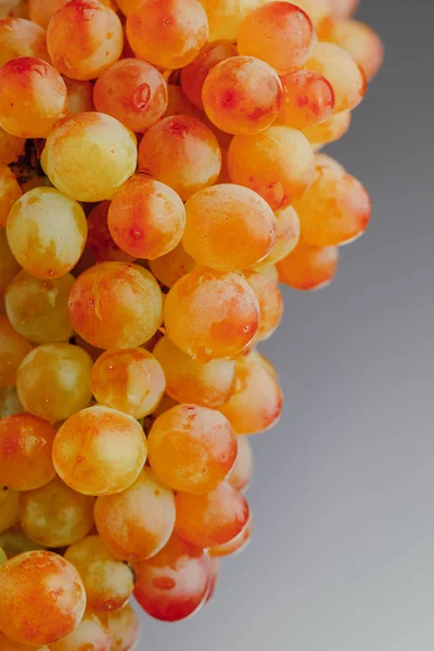 Part of grapes vine, gray background — Stock Photo, Image