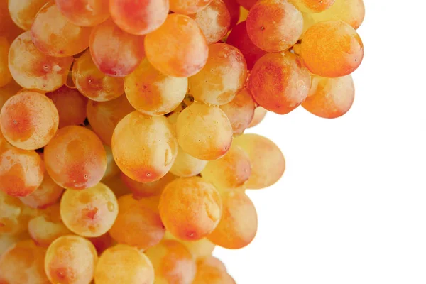 Część winogron winorośli, białe tło — Zdjęcie stockowe