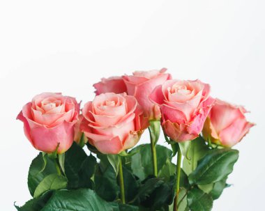 Pembe gül buketi, beyaz arka plan