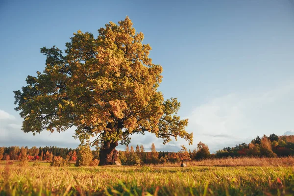 Chêne au feuillage jaune à la belle journée d'automne — Photo