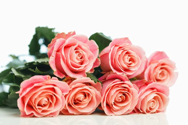 Cacho de rosas rosa, fundo branco — Fotografia de Stock