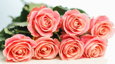 Bir demet pembe gül, beyaz arka plan