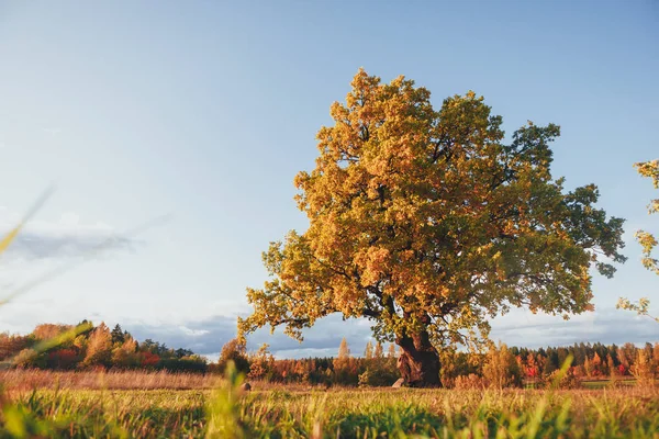 Дуб с желтой листвой в солнечный осенний день — стоковое фото