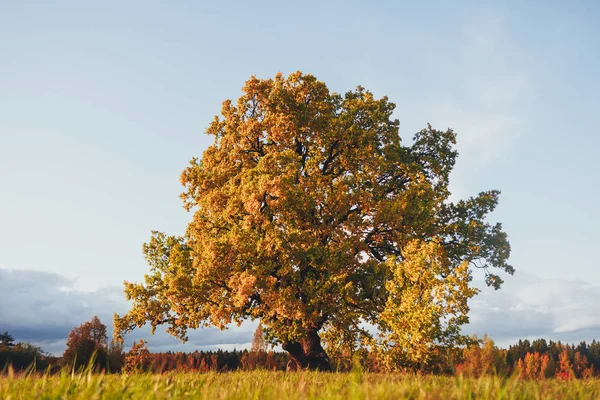 Chêne au feuillage jaune à la belle journée d'automne — Photo