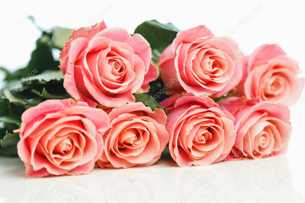 bunch of pink roses, white background