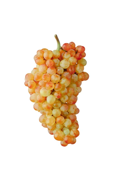 Pink and green muscat grapes vine, isolated on white background — Stock Photo, Image