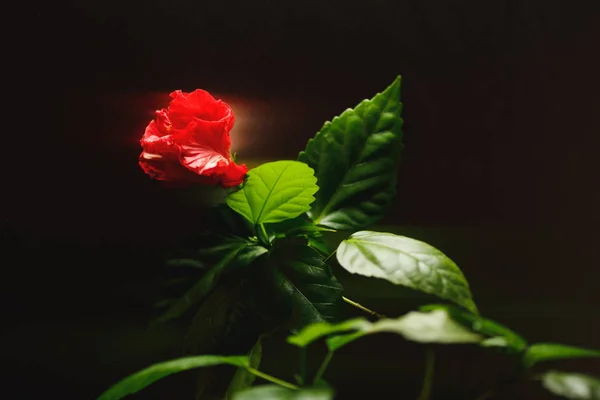 Rote Hibiskusblüte auf dunklem Hintergrund — Stockfoto