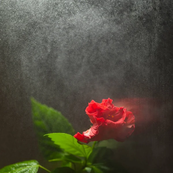 Red hibiscus flower on dark background with water spray — Stock Photo, Image