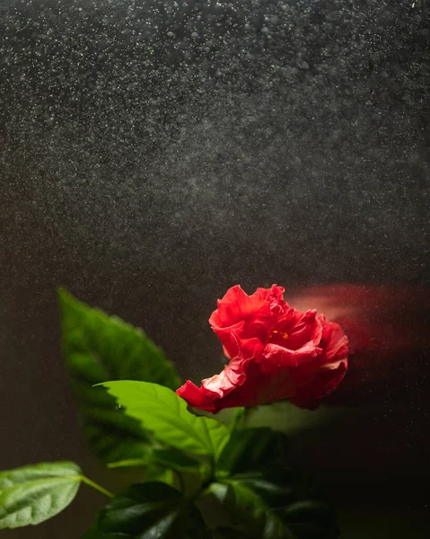 Flor de hibisco rojo sobre fondo oscuro con spray de agua —  Fotos de Stock