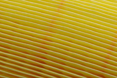 Araba motoru için sarı hava filtresi