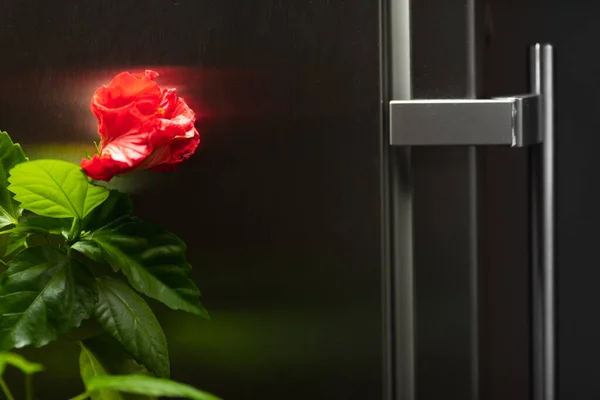 Buzdolabı Sapı Kırmızı Çiçek — Stok fotoğraf