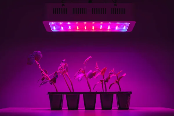 cucumber sprouts under led light grow lamp