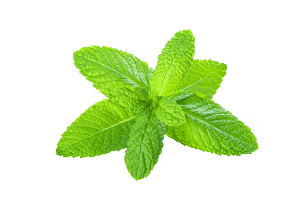 Mint leaves isolated on a white background — Stock Photo, Image