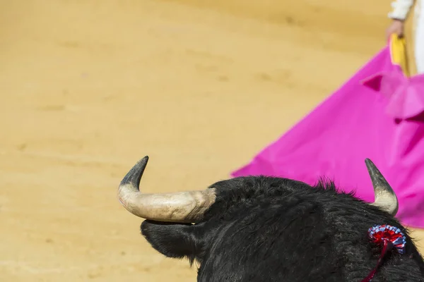 Докладна інформація про тварин зловживання в іспанському бої биків — стокове фото