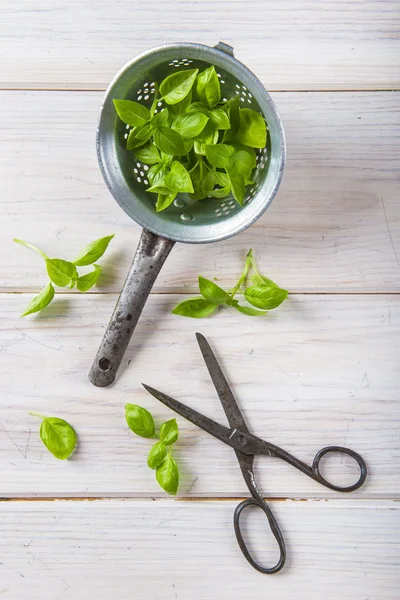 Hojas de albahaca fresca en un escurridor —  Fotos de Stock