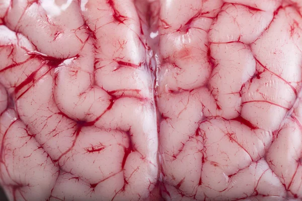 그것의 짜임새를 보여주는 어린 양 두뇌에서 근접 촬영 스톡 사진