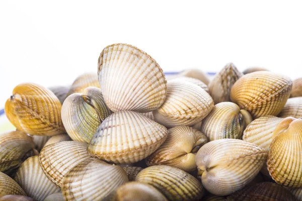 Cockles aislados sobre un fondo blanco — Foto de Stock