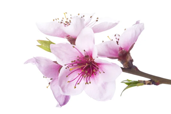 Peach flowers isolated on a white background — Stock Photo, Image