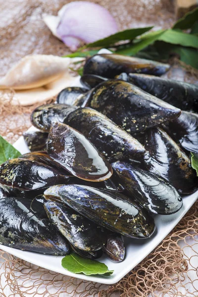 Frisk och levande musslor för matlagning — Stockfoto