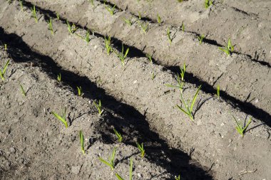 Genç sarımsak filizi