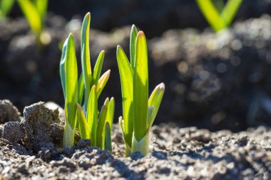 Genç sarımsak filizi