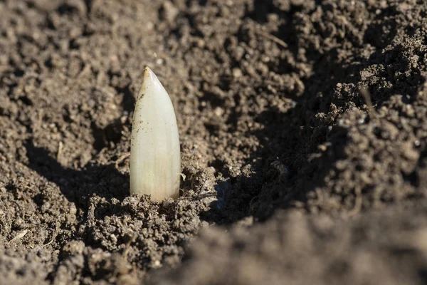 Brotes de ajo jóvenes que crecen — Foto de Stock