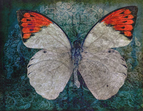 Grunge Butterfly tausta rakenne — kuvapankkivalokuva