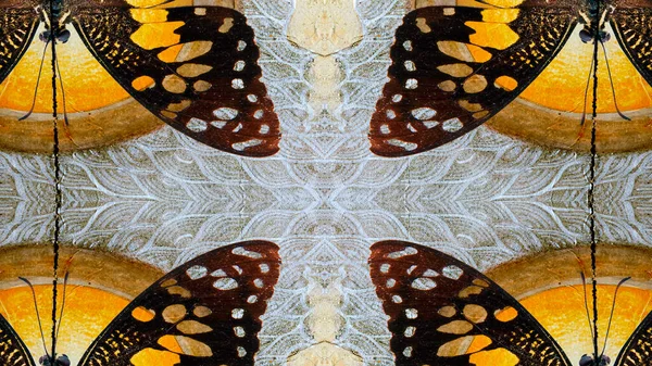Grunge Motyl Tekstury Tła — Zdjęcie stockowe