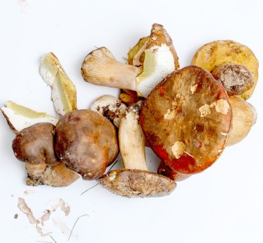 Sadece hasat mantar. çörek mantarı