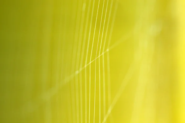Spider web zbliżenie. płytkie dof — Zdjęcie stockowe