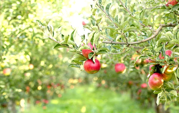 Manzanas maduras en huerto listas para cosechar — Foto de Stock