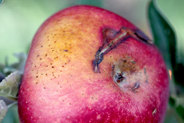 Dojrzałe jabłka w sadzie gotowe do zbioru — Zdjęcie stockowe