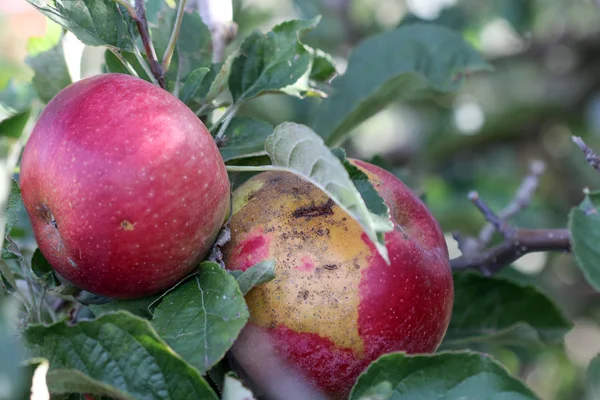 Érett alma gyümölcsös készen áll a betakarítás — Stock Fotó