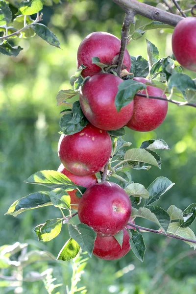 Reife Äpfel im Obstgarten bereit für die Ernte — Stockfoto