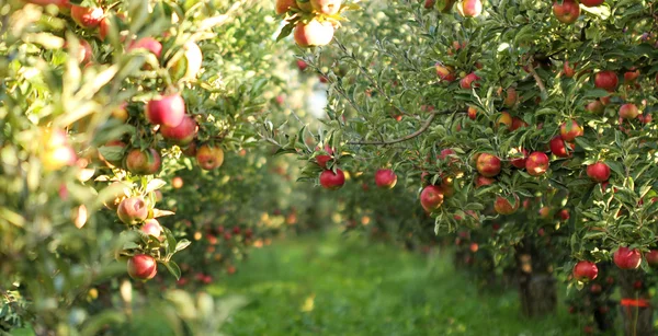 Mogna äpplen i Orchard redo för skörd — Stockfoto