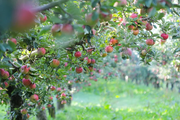Ώριμα μήλα σε έτοιμα για συγκομιδή οπωρώνα — Φωτογραφία Αρχείου
