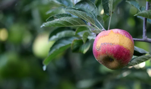 Reife Äpfel im Obstgarten bereit für die Ernte — Stockfoto