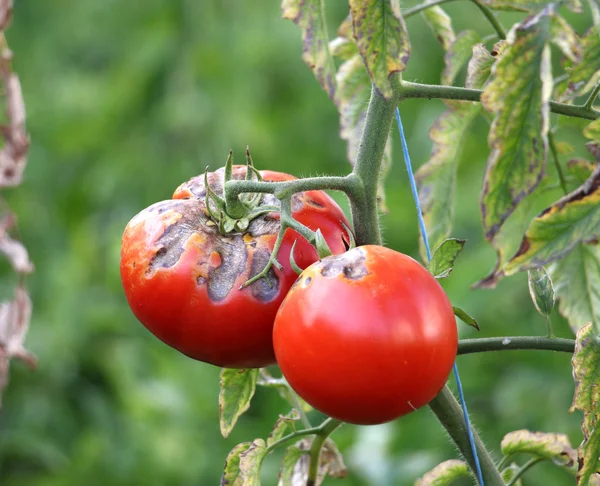 Pomodoro fresco fatto in casa in un giardino . — Foto Stock