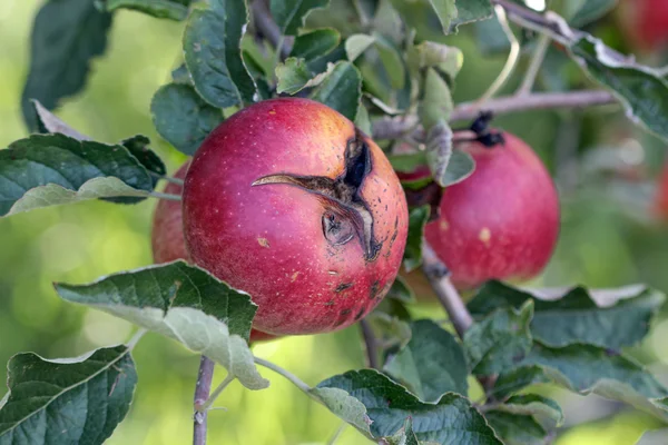 Спелые яблоки в саду готовы к уборке — стоковое фото