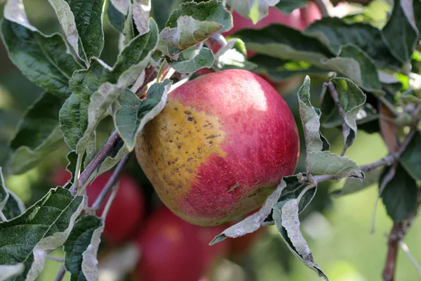 Manzanas maduras en huerto listas para cosechar — Foto de Stock