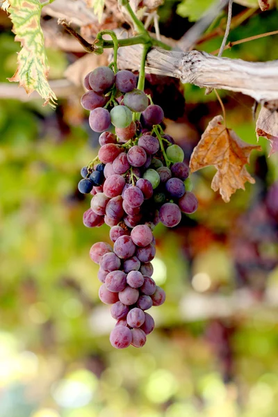 Des grappes rouges de raisin dans le jardin avant la récolte — Photo