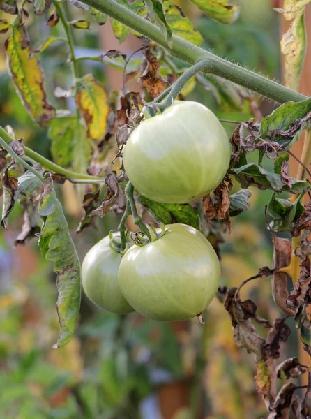 花园中的土生土长的新鲜番茄. — 图库照片