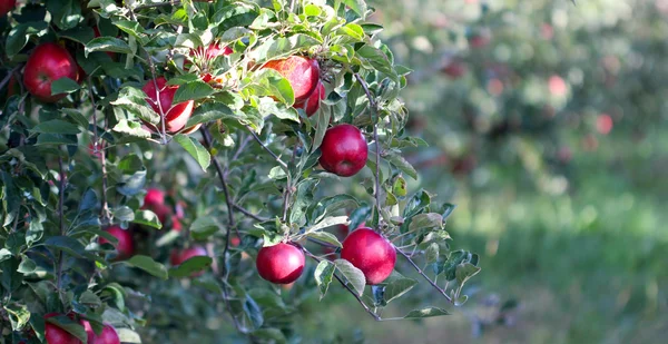 Manzanas maduras en huerto listas para cosechar — Foto de Stock